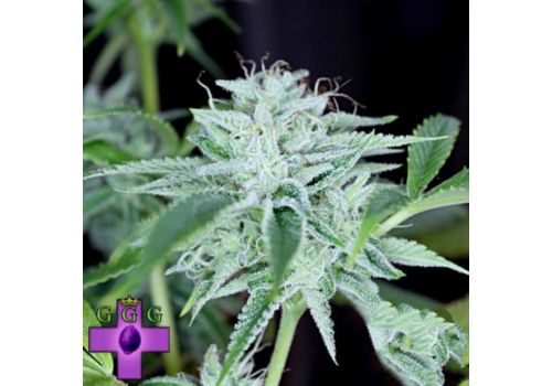 Gage Green Seeds Candy Drop