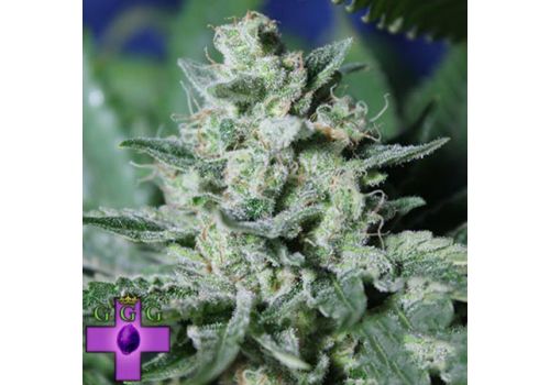 Gage Green Seeds Cherry Puff