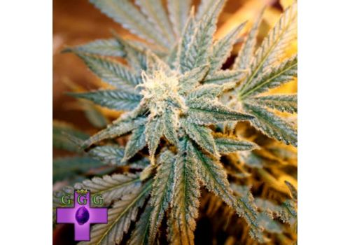 Gage Green Seeds Cindy La Pew
