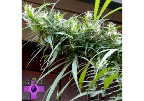 Gage Green Seeds Colombian Black