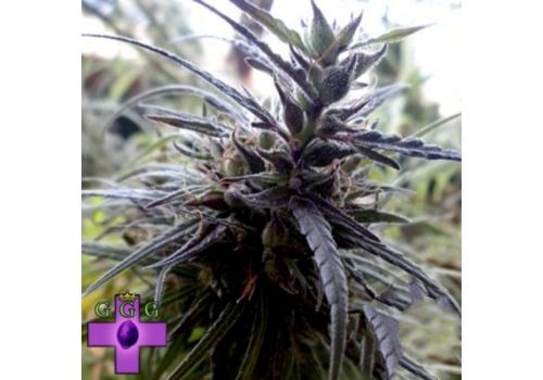 Gage Green Seeds Colombian Gold