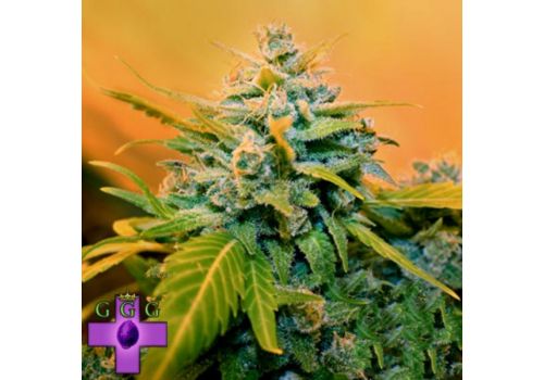Gage Green Seeds Flying Hammer