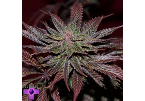 Gage Green Seeds Mendo Montage F2