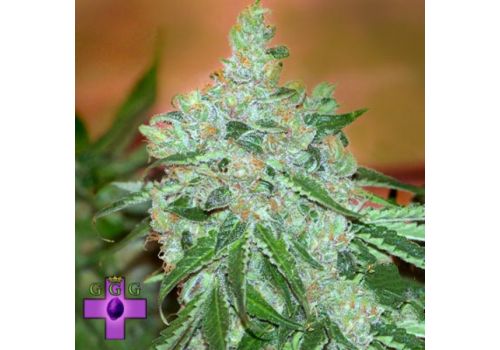 Gage Green Seeds Mendo Supremo
