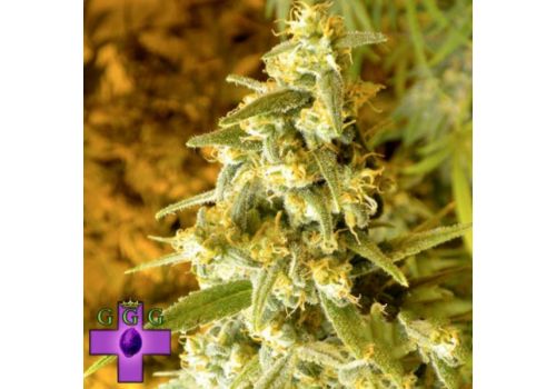 Gage Green Seeds Lemon Stomper