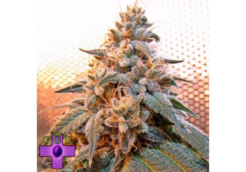 Gage Green Seeds Mango Puff