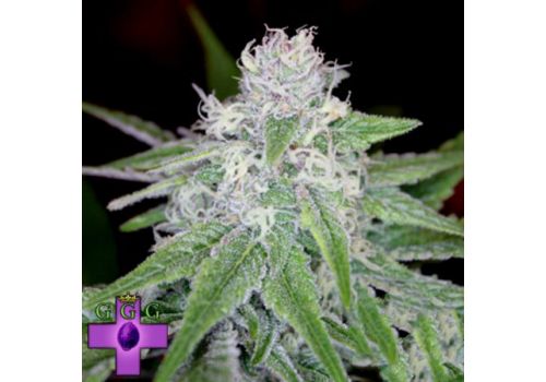 Gage Green Seeds Mendo Montage