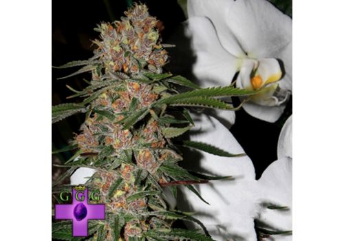 Gage Green Seeds Mindscape