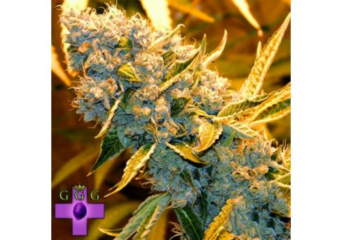 Gage Green Seeds Blessings OG