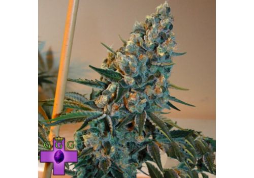 Gage Green Seeds Bright Puff