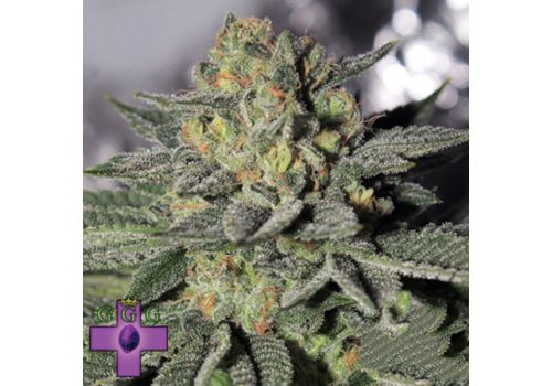 Gage Green Seeds Charity OG
