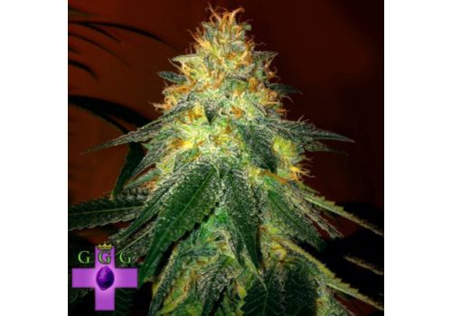 Gage Green Seeds Inferno Haze F2