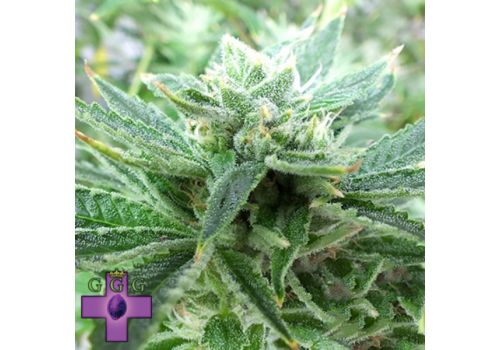 Gage Green Seeds Irie OG