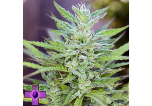 Gage Green Seeds Classic Twist