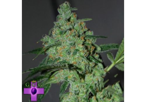 Gage Green Seeds Burning Desire