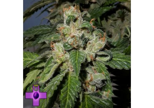 Gage Green Seeds Blanco Berry Kush
