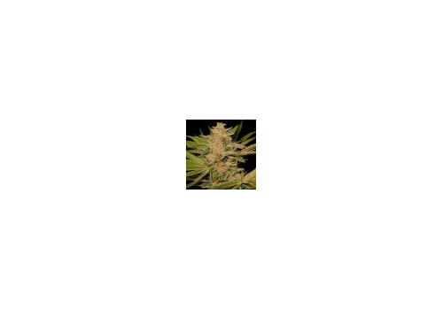 Gage Green Seeds Crimson Crush