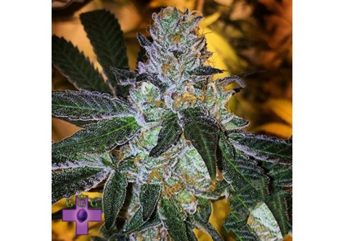 Gage Green Seeds Gawd Dawg