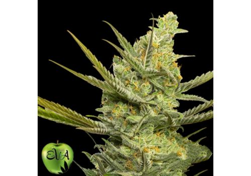 EVA Seeds Gipsy Haze