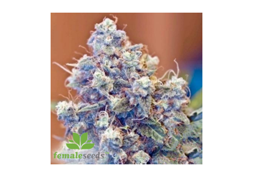 Female Seeds Iced Grapefruit