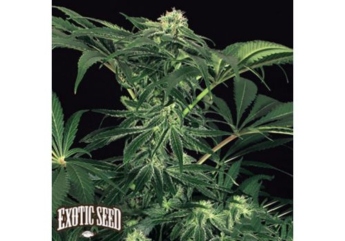 Exotic Seed Green Gummy