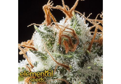 Elemental Seeds Grizzly Kush