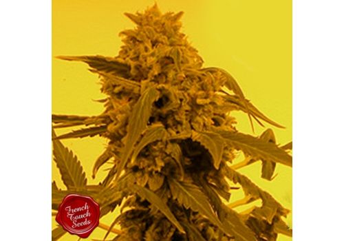 French Touch Seeds Guillotine AUTO