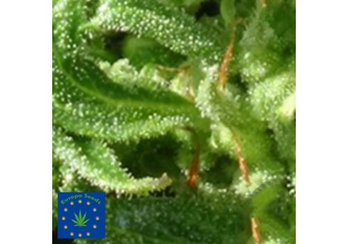 Europa Seeds AUTO Gumberry