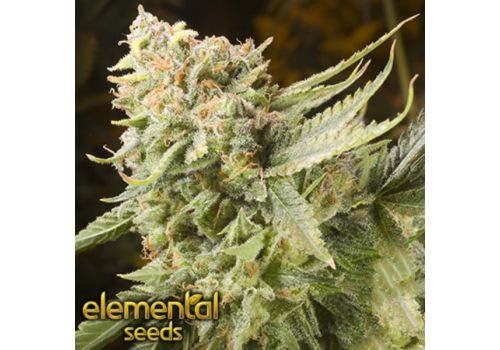 Elemental Seeds Gummy Bears