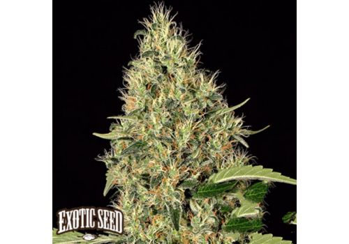 Exotic Seed Gipsy Widow