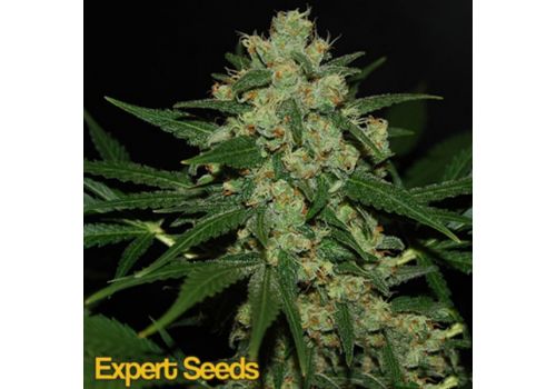 Expert Seeds Hawaiian Afghan