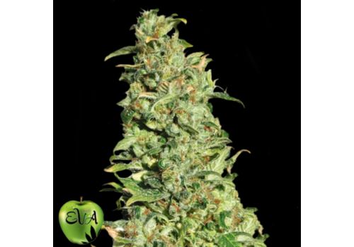 EVA Seeds High Level