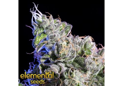 Elemental Seeds Huckle Berry FREE 6REG