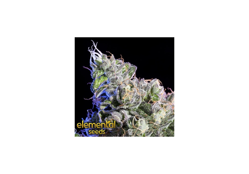 Elemental Seeds Huckle Berry