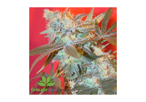 Female Seeds Iced Widow