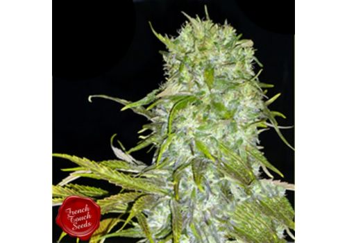 French Touch Seeds Irie