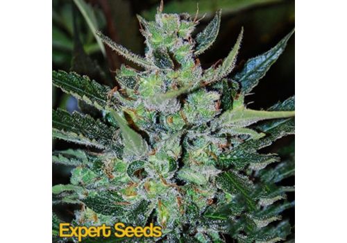 Expert Seeds Jack Herer AUTO