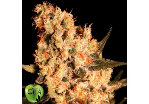 EVA Seeds Jamaican Dream