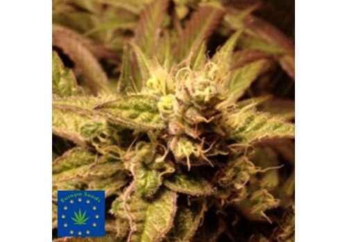 Europa Seeds Kali Rush