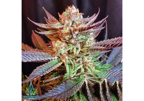Exotic Genetix Seeds Kimbo Kush