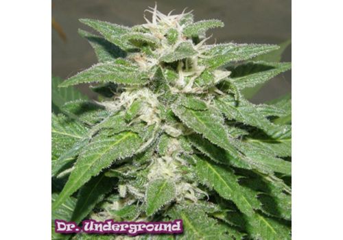 Dr. Underground Seeds Kong 47