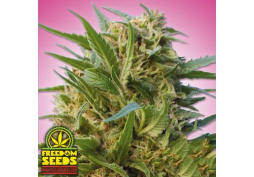 Freedom Seeds Kush #6