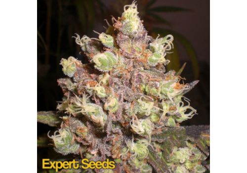 Expert Seeds LSD Poison