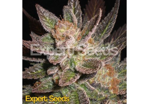 Expert Seeds Lavender AKA Lavandula