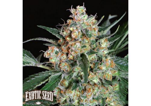 Exotic Seed Lemon Candy