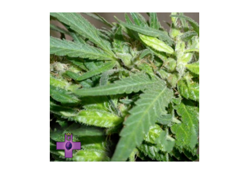 Gage Green Seeds Lemon Fuse