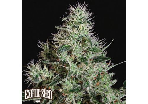 Exotic Seed Mango Cream