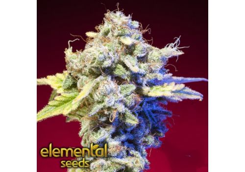 Elemental Seeds Mango Tango