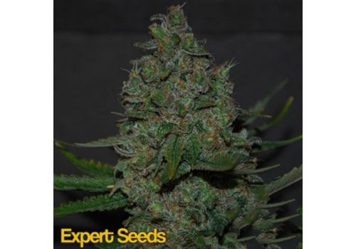 Expert Seeds Maple Leaf x Black Domina