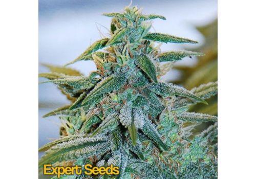 Expert Seeds Mazar AUTO